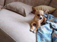 A kalite chihuahua