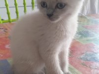 British Shorthair Blue Point