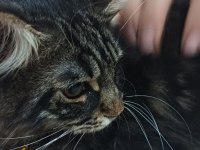 Kedilerin asili Maine coon kedimiz