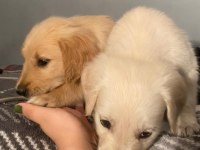 Bir dişi ve bir erkek golden retriever yavru