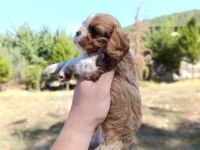 IRKININ SÜPER STARI CAVALİER KİNG CHARLES