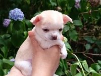 Şivava (chihuahua) yavrusu