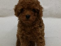 Toy poodle yavru köpeği