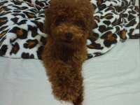 Acil Toy Poodle İstanbul Anadolu yakası