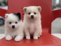 A Kalite Pomeranian Boo Bebekler