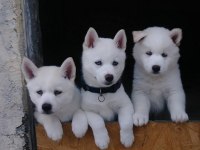 Beyaz Mavi Gözlü Husky Sibirya Yavruları