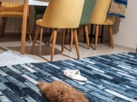 Dünya tatlısı şeker gibi toy poodle