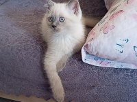 Blue point british shorthair yavrular