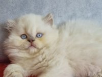 British Longhair Sağlıklı Kedimiz