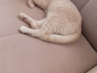 British shorthair 1 yaşında erkek