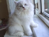 CHİNCHİLLA KEDİSİ ARAYANLARA
