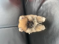 Yavru dişi pomeranian boo