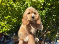 IRK VE SAĞLIK GARANTİ ORJİNAL COCKER BEBEĞİMİZ
