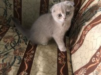 Kaliteli british shorthair sağlıklı yavrular