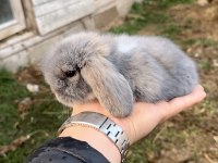 HOLLANDA TAVŞANI TEDDY BLUE VE BEYAZ MAVİ GÖZ