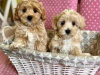 F2 MALTİPOO YAVRULARI