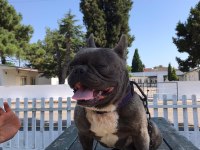 1,5 yaşında french bulldog