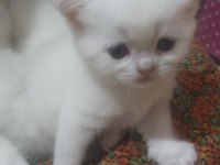 Yavru british shorthair 20 günlük kediler