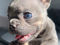 MAVİ GÖZLÜ EV BAKIMI FRENCH BULLDOG YAVRUM