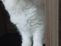 PAMUK ŞEKER BRİTİSH KEDİMİZ