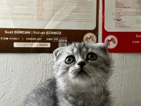 Scottish fold kediler