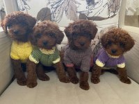 Erkek Dişi Toy Poodle Bebekler 
