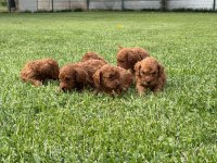 Toy poodle yavrularımız ruhsatlı çiftliğimizden