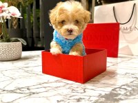 Korenin yakışıklısı 0 boy Maltipoo Maximilliano