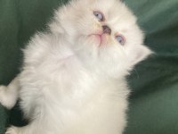British longhair bebişler
