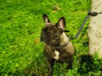Dişi 2 yaşında french bulldog