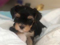 Morkie yavrularımız teslime hazır