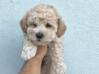 Erkek dişi maltipoo bebekler