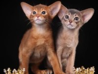 SAFKAN ANNE VE BABALARIMIZDAN MÜKEMMEL HABEŞ KEDİLERİ