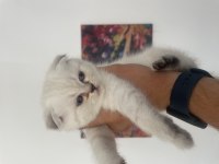 A kalite kan hattı düzgün scottish fold yavrular