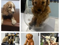 Yavru köpeklerimiz mevcut