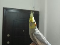 Erkek sultan papağanı