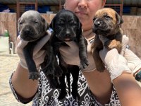 Cane corso köpekler