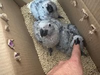El besleme bebek jako düşünenler kaçırmasın