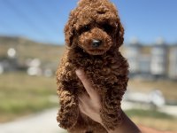 Petmode köpek çiftliğinden toy poodle