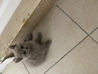 British shorthair yavru