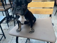 3.5 aylık aşıları tam French Bulldog
