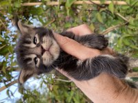 Gerçek maine coon arayanlar