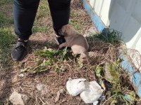 Sokak köpeği 6 tane yavru