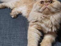 İran Kedisi Oğlumuz Pablo