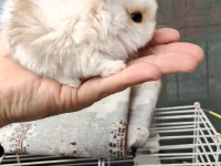 Yavru tavşan sütten yeni kesildi