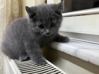 50 günlük british shorthair gri yavrularımız