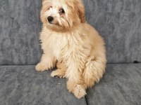 Ev doğumu 4 aylık maltipoo