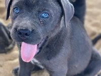 Dev Cane Corso Yavruları