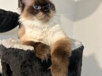 ÜCRETSİZ SAHİPLENDİRİLECEK DİŞİ RAGDOLL 3 YAŞINDA