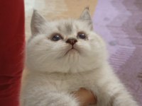Saf british shorthair kedisi